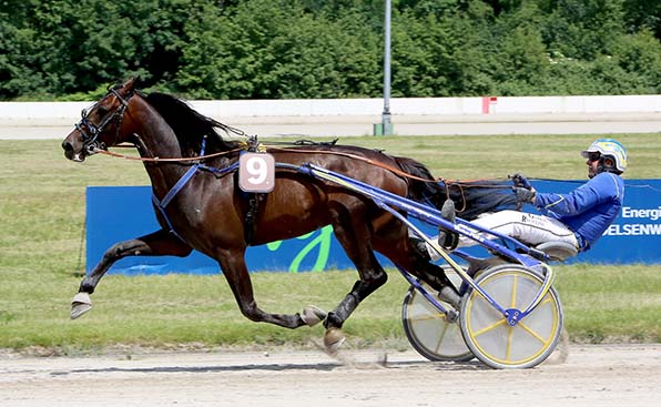 Erwin Bot hat mit dem klar gesteigerten Jason Dragon einen reellen Derby-Kandidaten im Stall - © traberfoto-sx