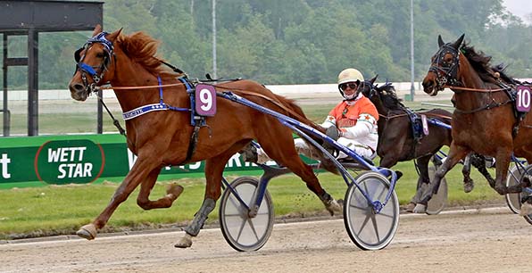 Peilt den fünften Sieg in Serie an: Volare Gar (Michael Nimczyk) - © traberfoto-sx