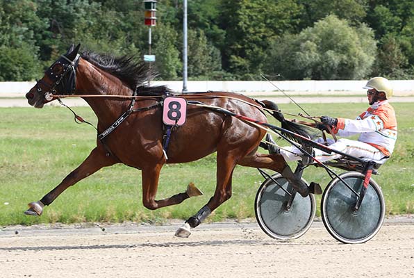 Bestreitet sein Debüt im »Preis des Winterfavoriten«: Kondor Dream (hier mit Michael Nimczyk in der Qualifikation) - © traberfoto-sx