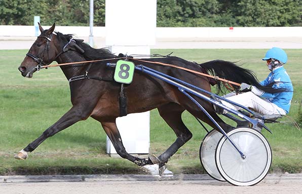 Wandelt weiter auf der Erfolgsspur: Julnick Shark (Jochen Holzschuh) - © traberfoto-sx