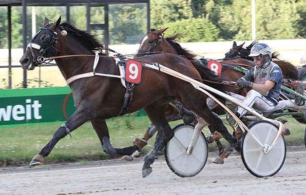 Mister Ed Heldia (Robbin Bot) gewann drei seiner letzten vier Rennen - © traberfoto-sx