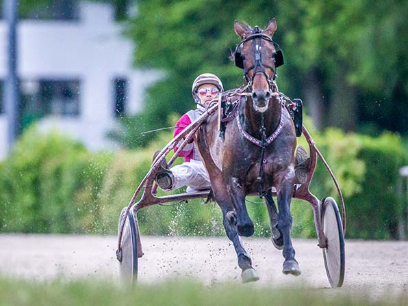 Vierjähriger mit Wumms: SALTIMORE (Constantin Vergos) - © Jan Melichar/GelsenTrabPark