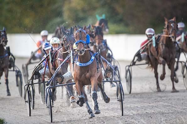 Vorne der Champion: Wie hier mit Waldkautz ließ Michael Nimzcyk die Konkurrenz bei Gelsentrab gleich vier Mal hinter sich - © Jan Melichar/GelsenTrabPark
