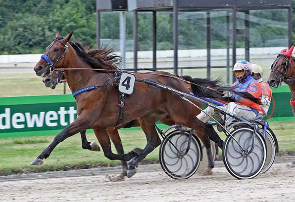 Peilt den fünfzehnten Karriere-Sieg an: Massai (Tom Kooyman) - © traberfoto-sx