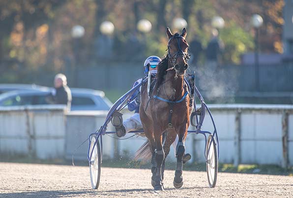 Gelsentrabs amtierender Bahnchampion: Mr Blitzer Byd (Jan Thijs de Jong) – © Jan Melichar/GelsenTrabPark