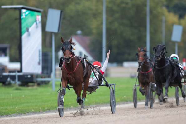 Foto © GelsenTrabPark – Kann HIDALGO DES NOES seinen Vorjahressieg im Grand Prix de Gelsenkirchen wiederholen? Die Konkurrenz ist eisenhart. Foto © GelsenTrabPark – Kann HIDALGO DES NOES seinen Vorjahressieg im Grand Prix de Gelsenkirchen wiederholen? Die Konkurrenz ist eisenhart.